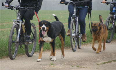 Michls Hundetreff