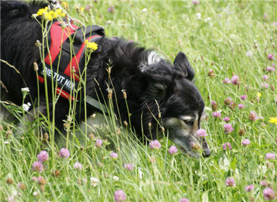 Michls Hundetreff