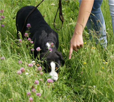 Michls Hundetreff