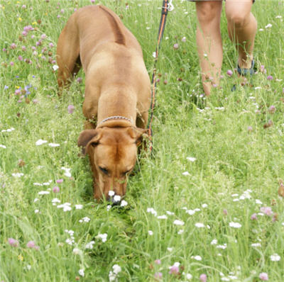 Michls Hundetreff