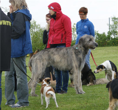 Michls Hundetreff