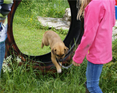 Michls Hundetreff