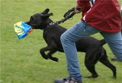 Michls Hundetreff