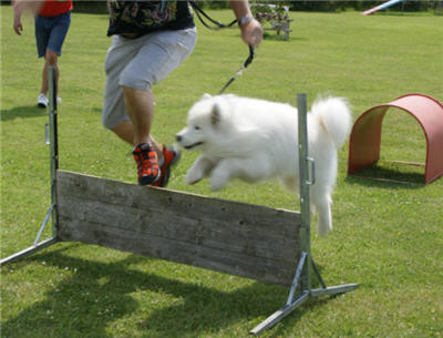 Michls Hundetreff