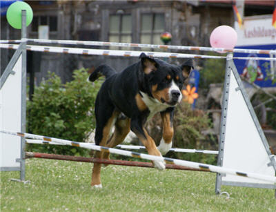 Michls Hundetreff