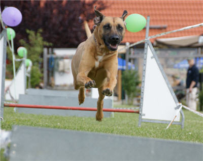 Michls Hundetreff