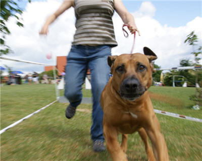 Michls Hundetreff