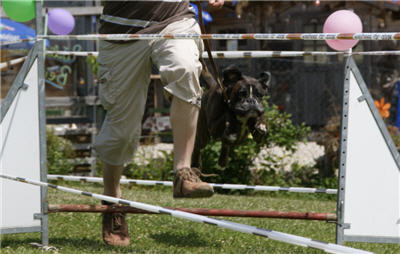 Michls Hundetreff