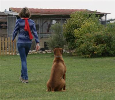 Michls Hundetreff