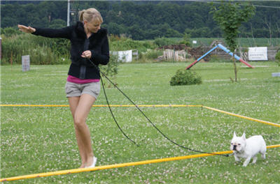 Michls Hundetreff Zrikeltraining