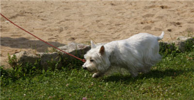 Michls Hundetreff