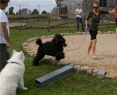 Michls Hundetreff