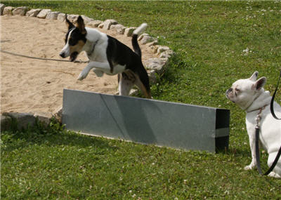 Michls Hundetreff